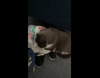 Cat plays with plastic bag on floor