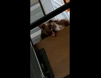 Pet dog asleep with tongue out on the upper floor