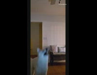 Large white dog spins barks at shadow 