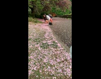 Arranging cherry blossoms