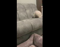 Small white dog barks loud on gray couch 