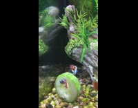 Goldfish Swims through Cucumber in Tank 