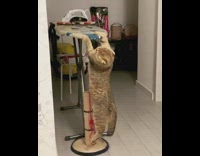 Brown Cat Tries to Hold onto Ironing Board 