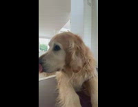 Pet dog on the floor nose boops the camera