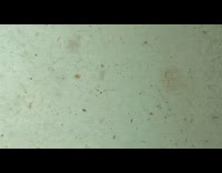 Guy finds his lost gopro in ocean 