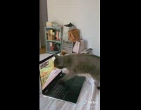 Cat tries to catch bird laptop screen 