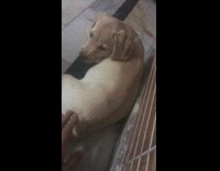 Guy taps brown dogs butt and beatboxes 