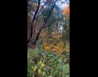 Collab WINY - Man practice accordion in the park forest