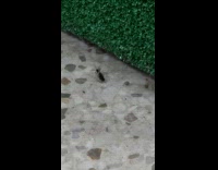 Insect caught by spider web struggles