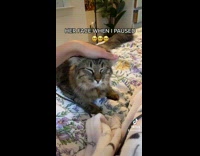 Collab BitchIG2 - Cat looks at owner when they stop petting it 