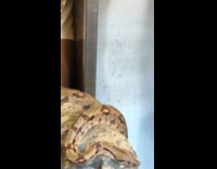 Man brings multiple snakes on train ride part 1