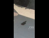 Guy opens front door bird on ground 