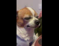 Submitter shows dog falls asleep while sitting