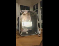 Orange cat gets trapped inside clear bag 