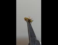 Yellow jacket wasp caught with pliers