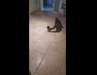 Cat chases toy on tail in circle 