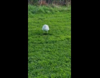Seagull bird tap feet on grass part 2
