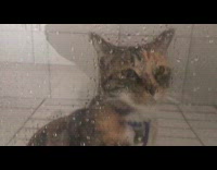 Cat drink water from shower floor glass