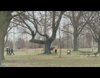 Yellow sweater guy park grass tree bicycle 