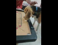 Beagle dog watches guy play carrom game 