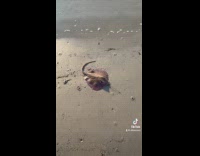 Collab Clips MPUGC - Squirming baby stingray stuck on shore 
