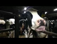 Cow does wild tongue moves at submitter