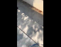 Dog wants to play with stray cat 