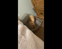 Energetic orange cat in litter box