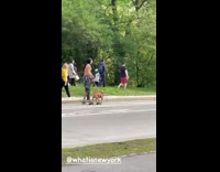 Shirtless Guy Skateboards with Bulldog next to Bikers 
