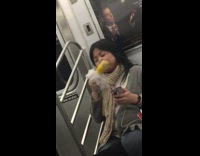 Girl glasses eating corn on the cob 