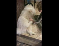 Kid scratches white dog  with scalp massager