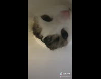 Cat paw reaches in white cylinder container