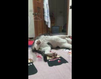 Girl pretends to shove cat sitting upright 