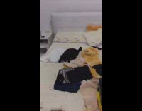 Black cat jumps catches brown toy bed