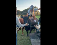 Woman try to ride cow falls fails