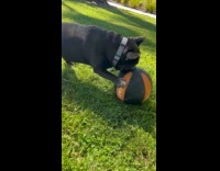 Dog carries ball around park