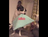 Dog steals face mask away from friend