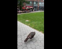 Collab WINY - Turkey bird roam on area with grass