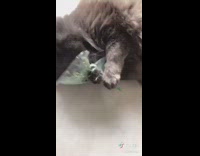 Black cat holds hugs ziploc bag catnip 