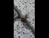 Wasp pull bumblebee from cracks on the ground