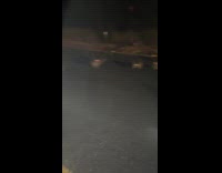 Woman greets gaze of racoons 