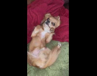 Small brown chihuahua dog lays on back and wakes up from sleep on red blanket