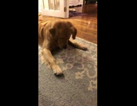Golden retriever dog tries to catch laser