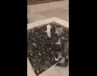 Grey white dog bites water fountain harness 