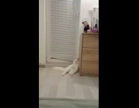 Collab PLC - White Cat sits like human leaning against wall