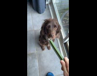 Dog sits patiently wait for dental stick