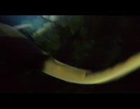 Following shark in deep sea dive at night 