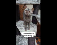 Collab BitchMP - Grey cat meowing at owner tower