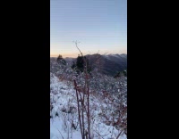 Filmer show mountain view and running dog