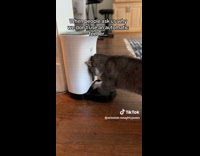 Cat scratching pet feeder 